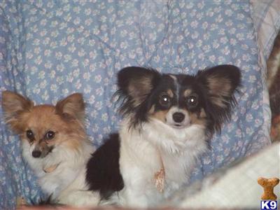 Papillon Puppies for Sale